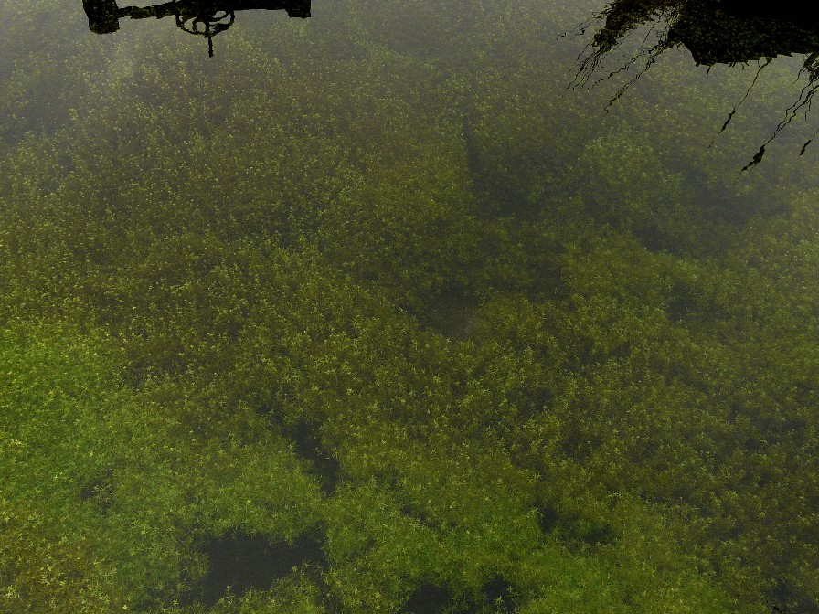 Pianta acquatica da determinare